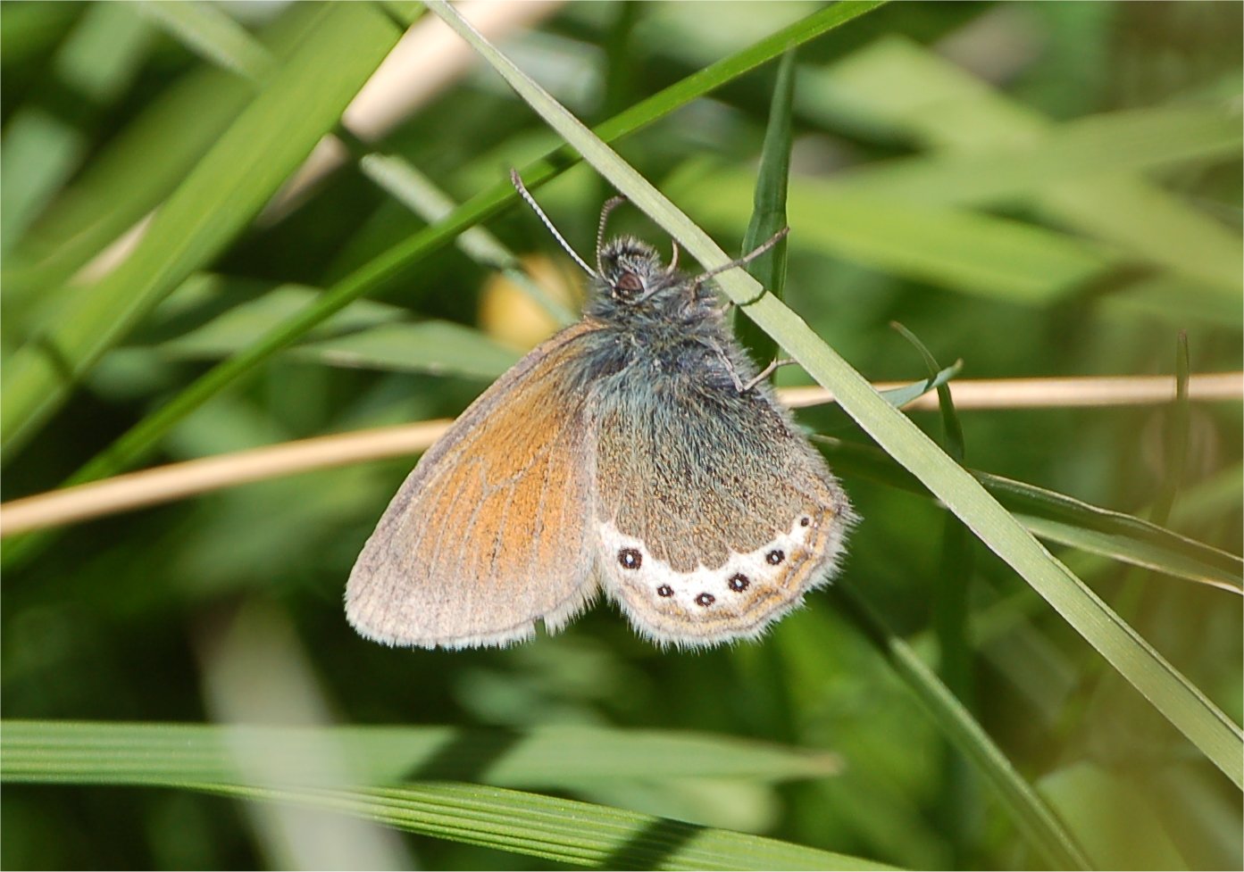 Coenonympha gardetta